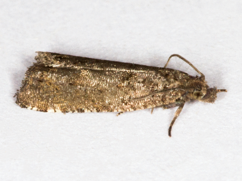 Rhopobota stagnana